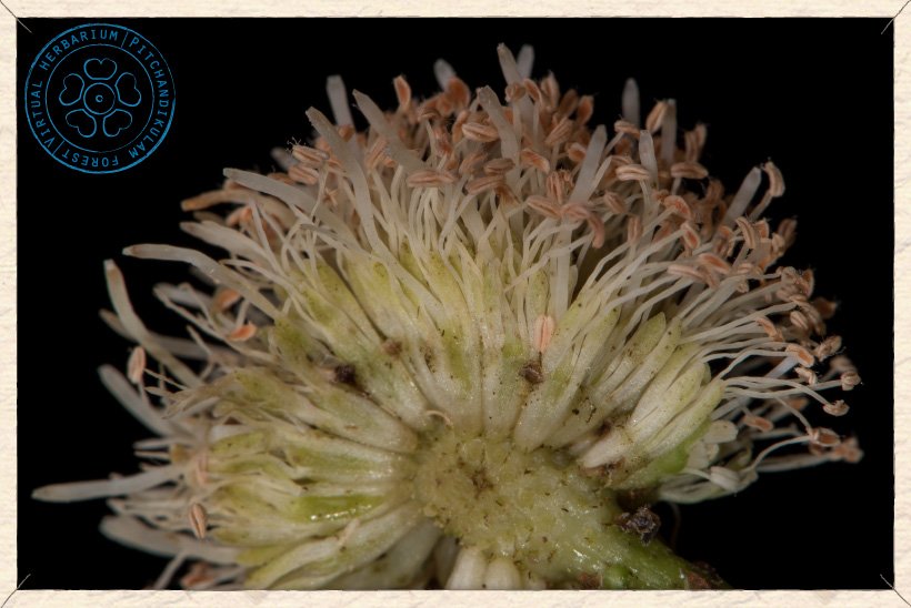 Leucaena leucocephala flowers