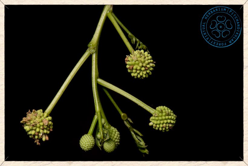Leucaena leucocephala inflorescences (in buds)