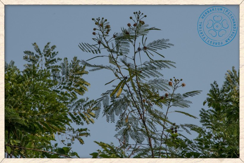 Leucaena leucocephala in bloom