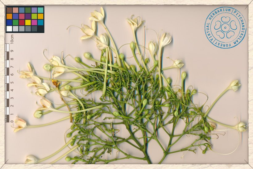 Millingtonia hortensis inflorescences