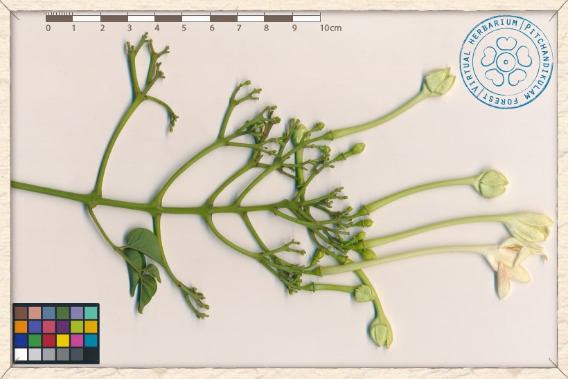 Millingtonia hortensis inflorescence