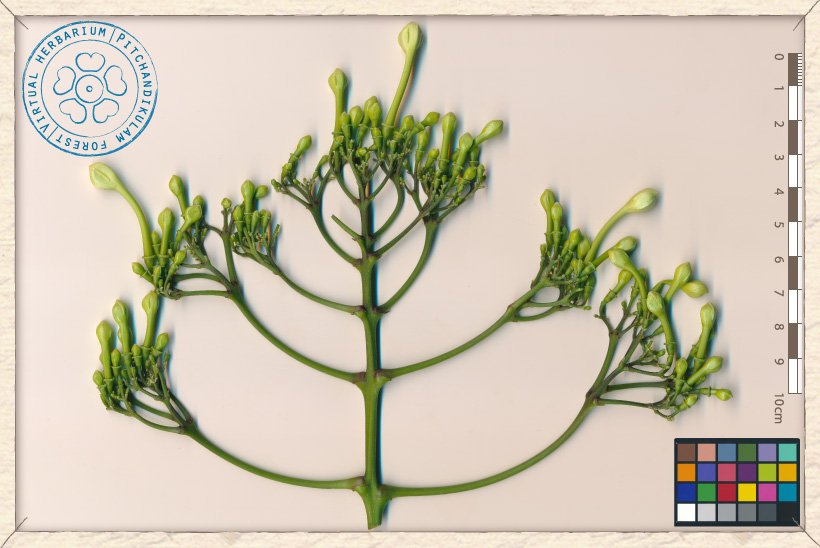 Millingtonia hortensis inflorescences in bud