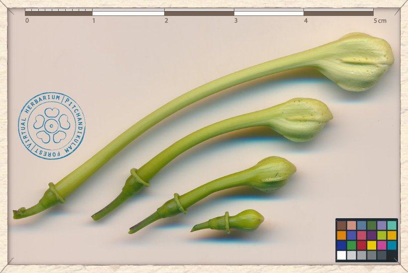 Millingtonia hortensis flower buds