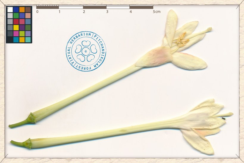 Millingtonia hortensis flowers