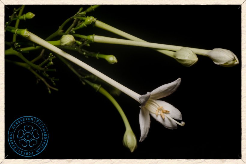 Millingtonia hortensis flowers and buds