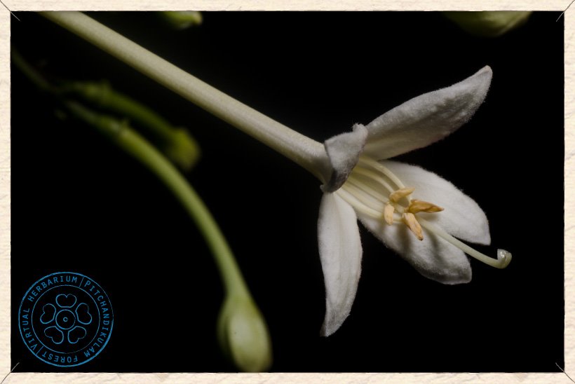 Millingtonia hortensis flower