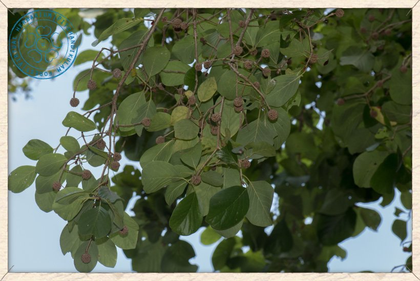 Mitragyna parvifolia flower buds
