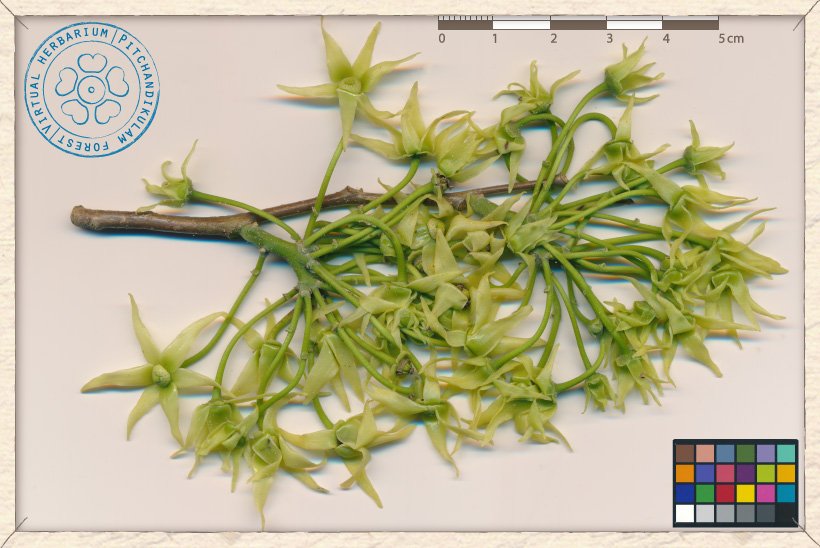 Monoon longifolium inflorescences