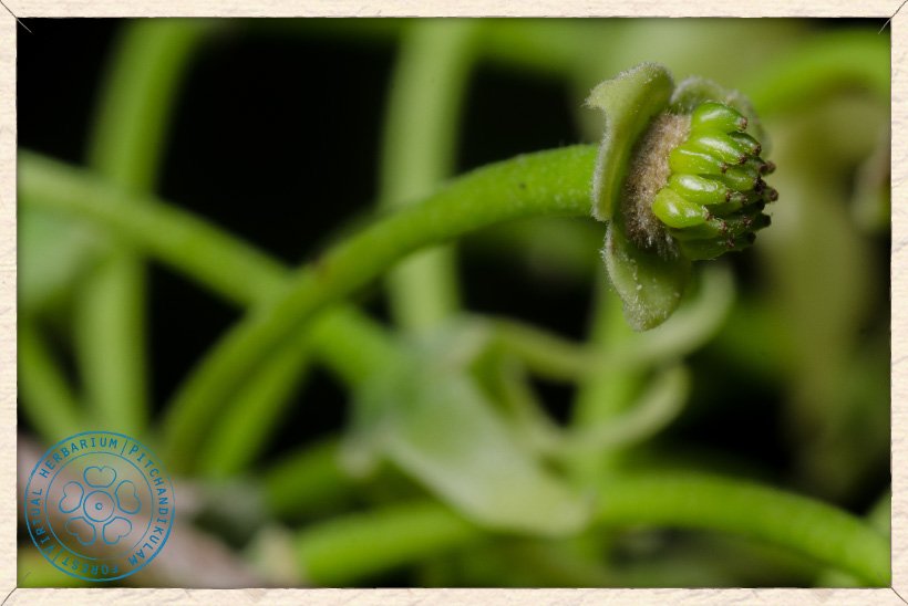 Monoon longifolium pollinated flower