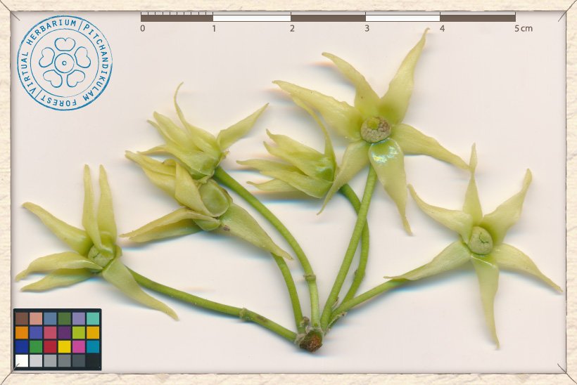 Monoon longifolium inflorescence