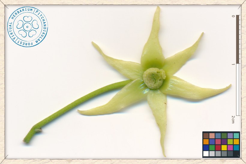 Monoon longifolium flower (upper side)