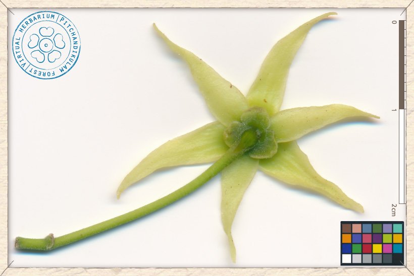 Monoon longifolium flower (lower side)