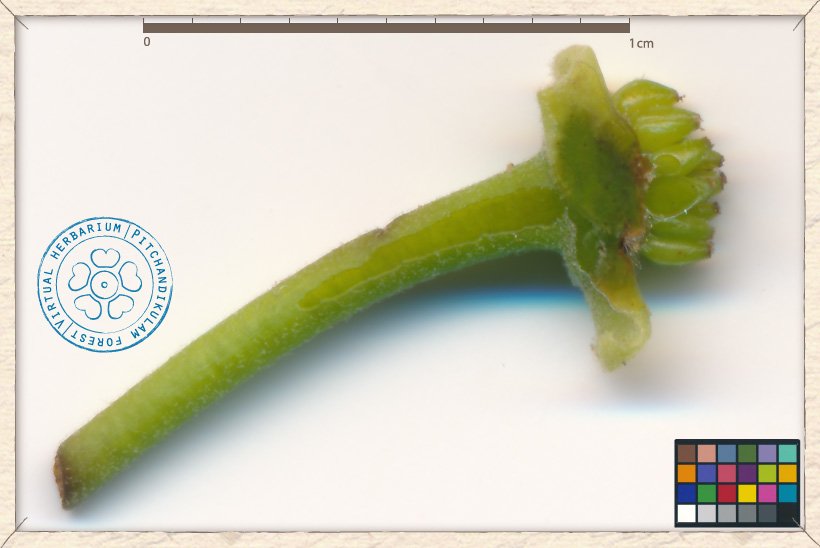 Monoon longifolium pollinated flower