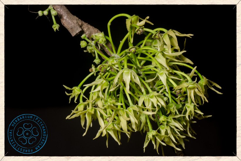 Monoon longifolium inflorescences