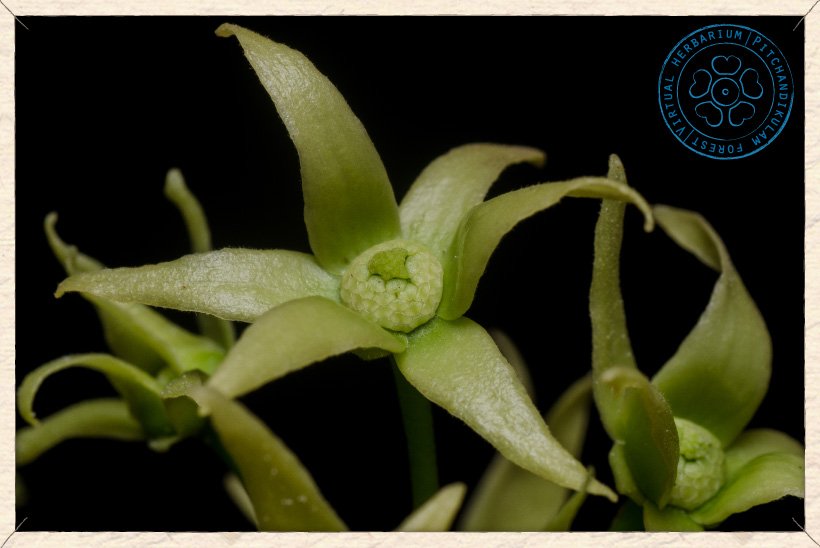 Monoon longifolium flower