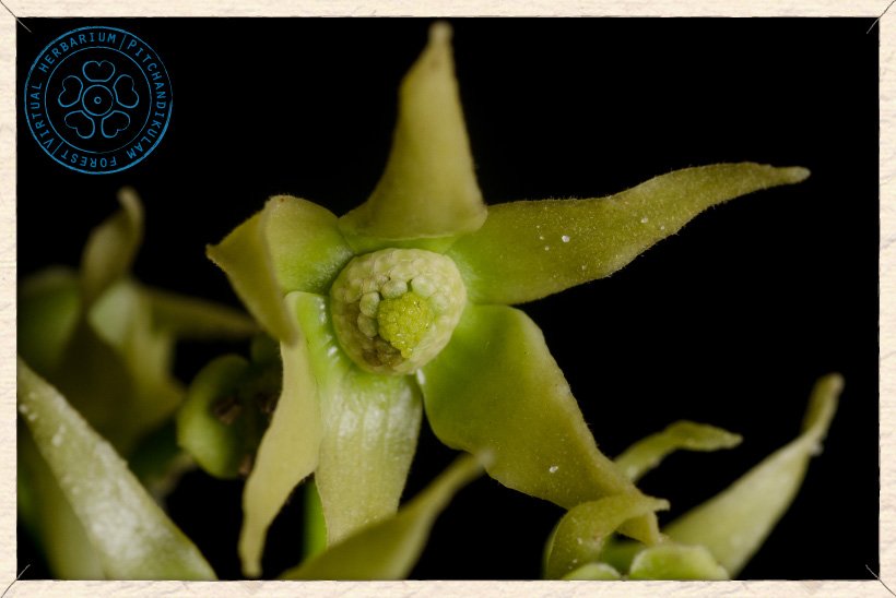 Monoon longifolium flower