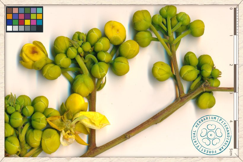 Senna siamea inflorescence : a part of the panicle with flower buds