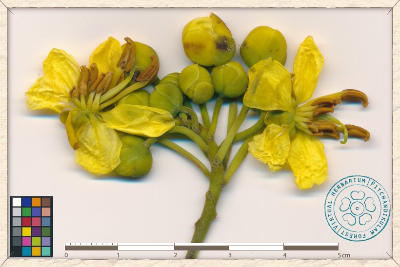 Senna siamea flowers in bloom and flower buds