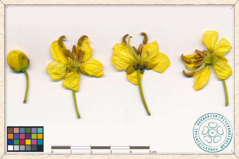 Senna siamea bud and flowers in full bloom
