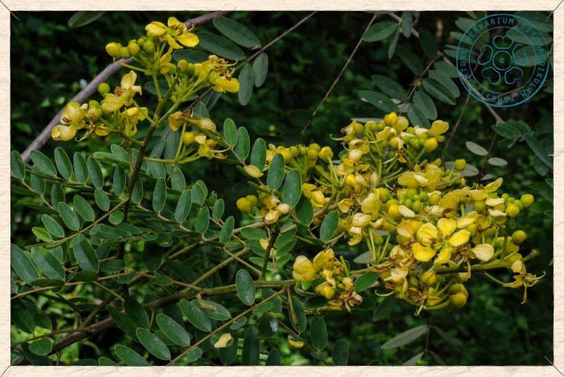 Senna siamea twigs bearing inflorescences