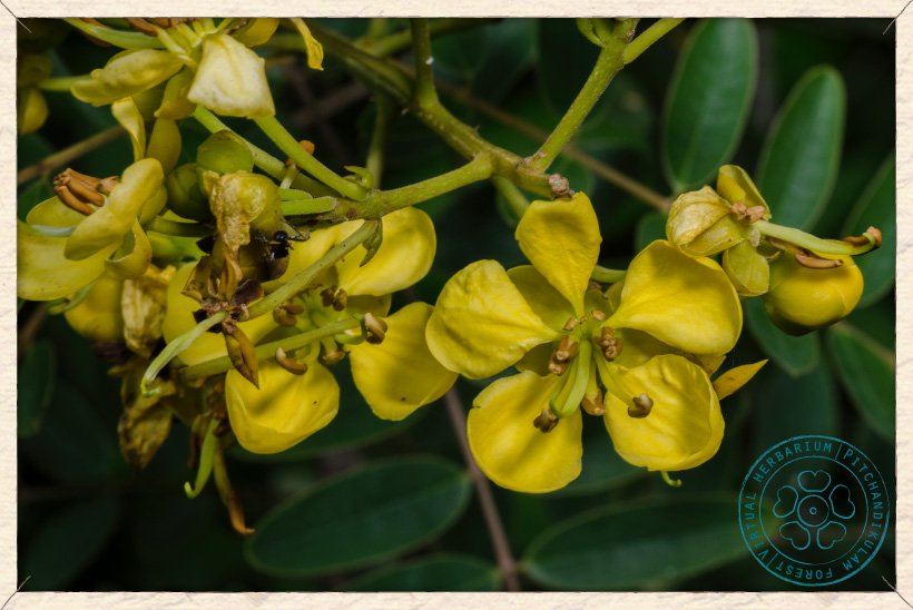 Senna siamea flowers
