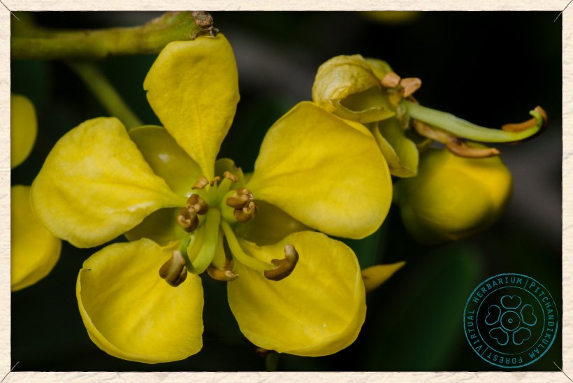 Senna siamea flower