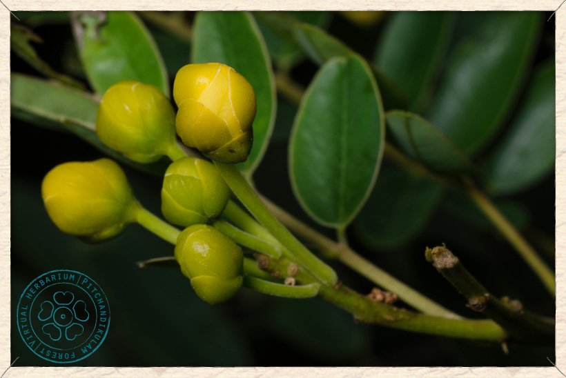 Senna siamea flower buds