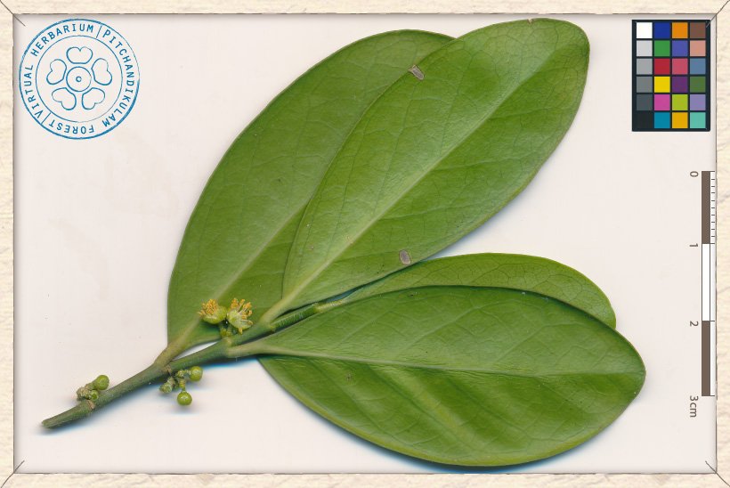 Suregada lanceolata blossoming twig