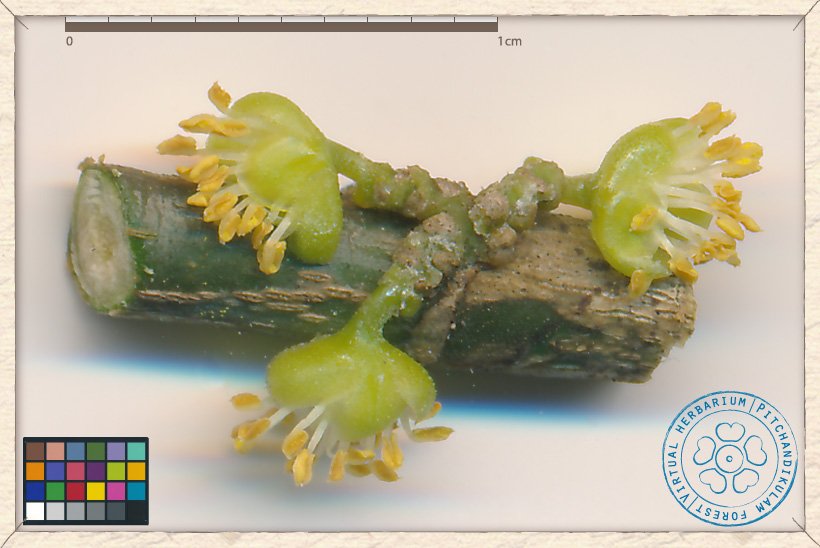 Suregada lanceolata male flowers