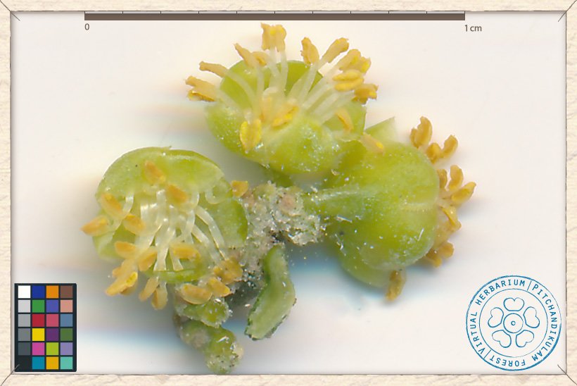 Suregada lanceolata male flowers