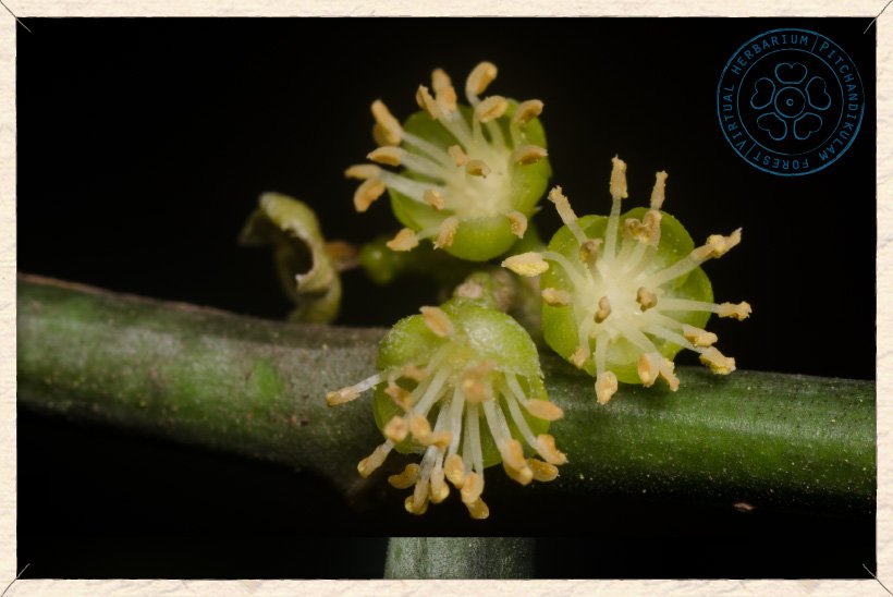 Suregada lanceolata male flowers (upper side)