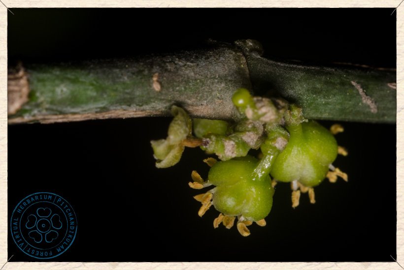 Suregada lanceolata male flowers (lower side)