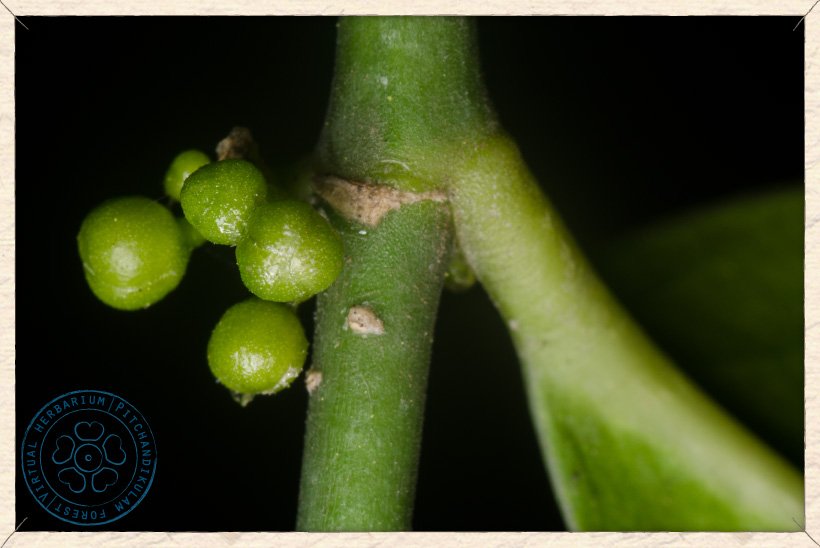 Suregada lanceolata male flower buds