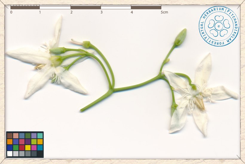 Wrightia tinctoria cyme