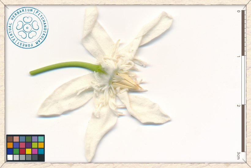 Wrightia tinctoria flower (upper side)