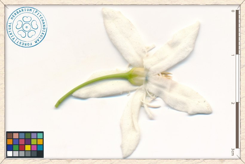 Wrightia tinctoria flower (lower side)