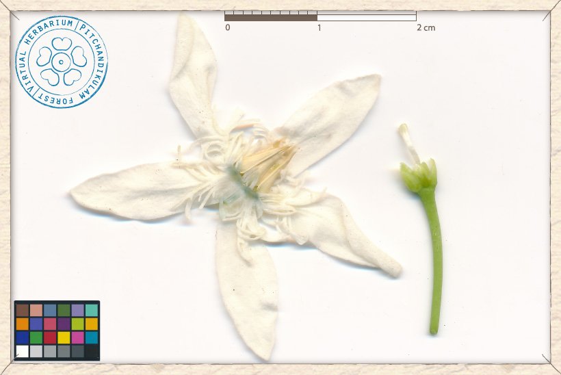 Wrightia tinctoria flower : corolla+stamens (on the left) and peduncle+calyx+pistil (on the right)