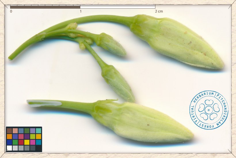 Wrightia tinctoria flower buds