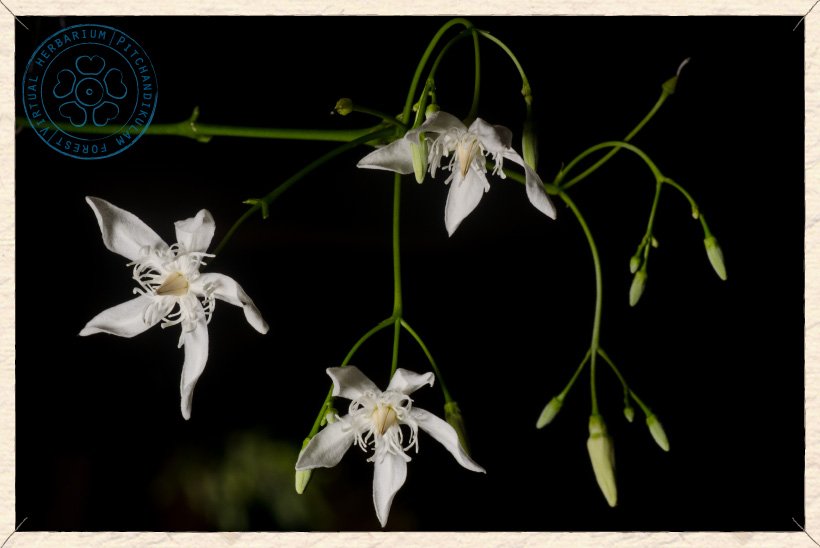 Wrightia tinctoria inflorescence