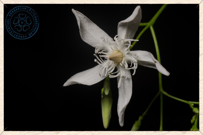 Wrightia tinctoria flower and buds
