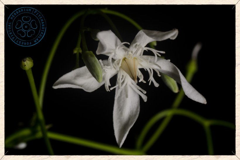 Wrightia tinctoria flower and buds