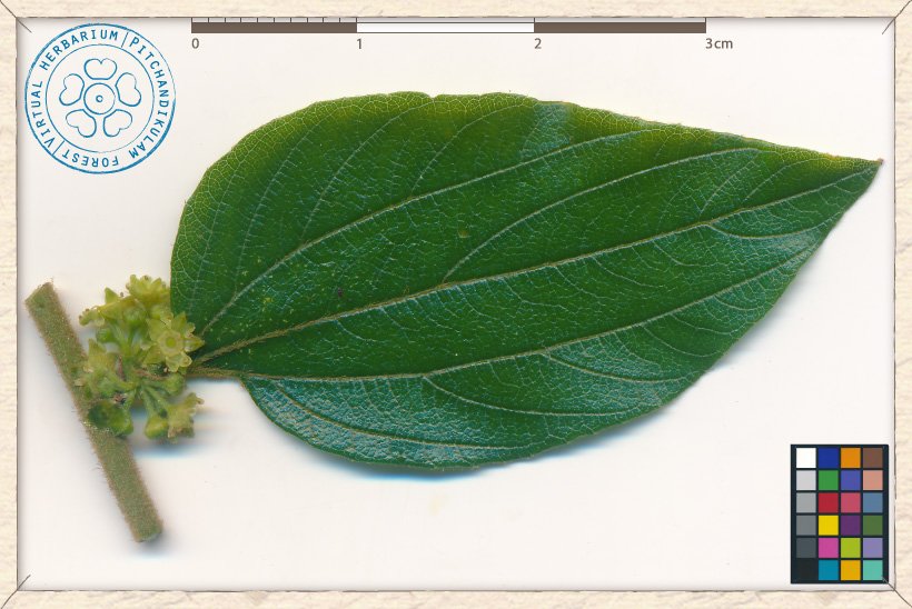 Ziziphus oenopolia inflorescence