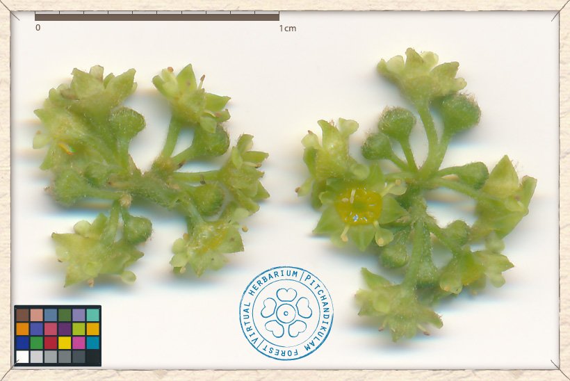 Ziziphus oenopolia cymes