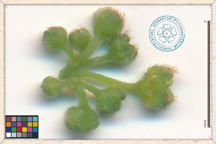 Ziziphus oenopolia flower buds