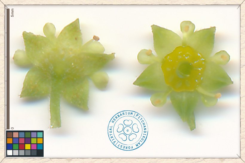 Ziziphus oenopolia flower (lower and upper sides)