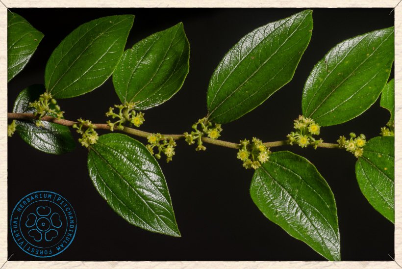 Ziziphus oenopolia blossoming branchlet