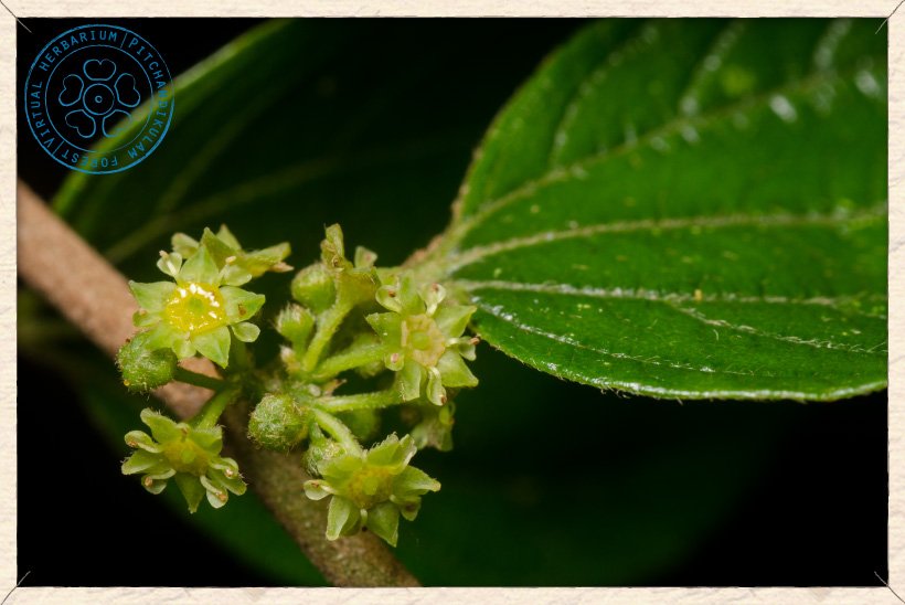 Ziziphus oenopolia inflorescence (cyme)