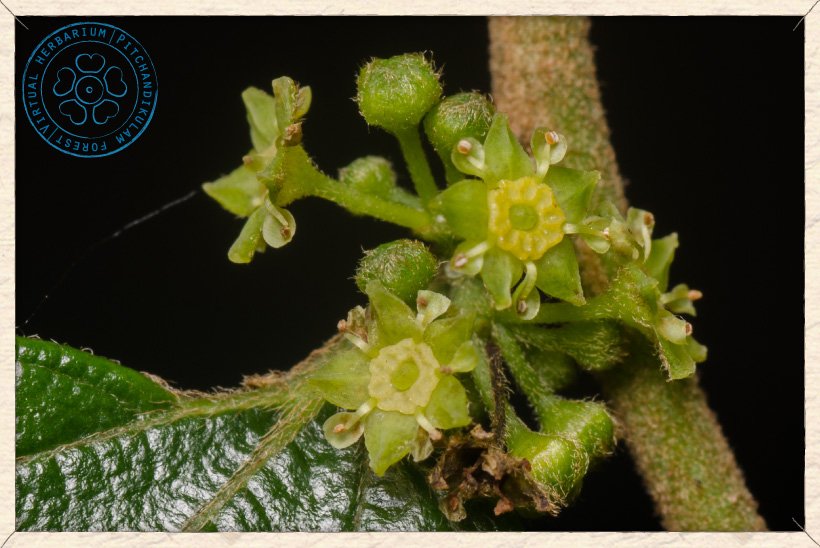 Ziziphus oenopolia flowers