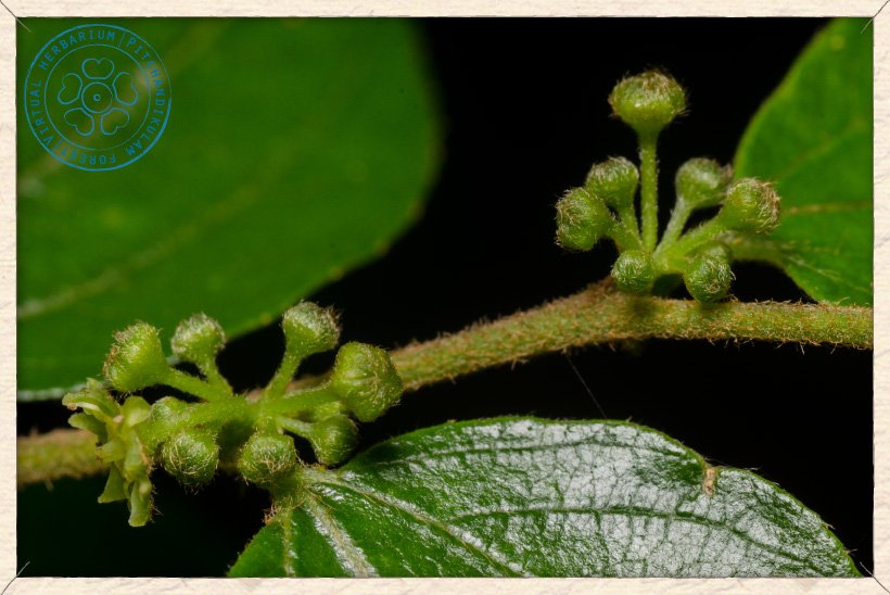 Ziziphus oenopolia flower buds