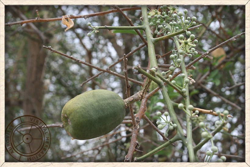Balanites roxburghii green single-seed fruit